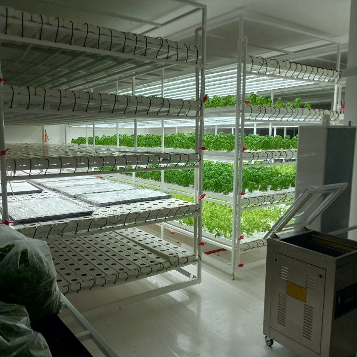 Agriculture Symbiosis of Fish and Vegetable Plant Greenhouse Hydroponic Nft Growing System Soilless Cultivation With Led Light Agriculture Symbiosis of Fish and Vegetable Plant Greenhouse Hydroponic Nft Growing System Soilless Cultivation With Led Light