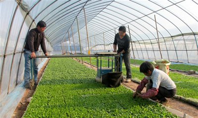 Nurture Seeds to Seedlings: G&N’s Seed Start Trays Deliver Reliable Support for Hydroponic Success