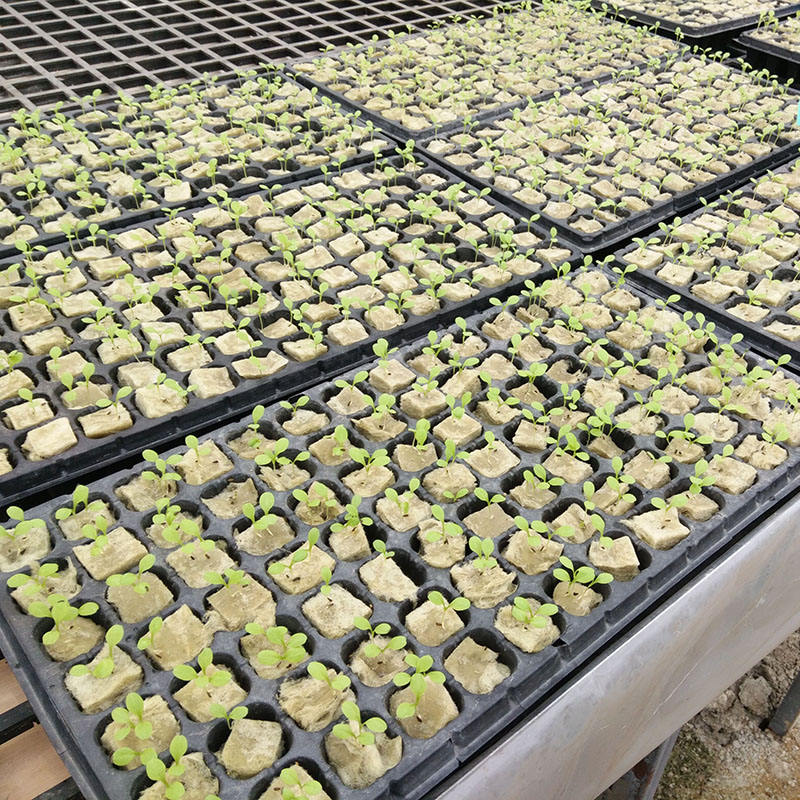 Rock Wool Grow Cubes for Hydroponics