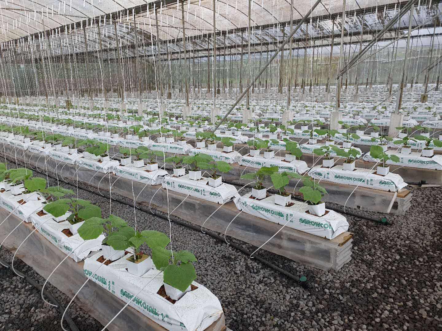 G&N Organic Hydroponic Growing Media Coco Peat Grow Bag Hydroponics Slabs for Commercial Greenhouse Vegetable Growing