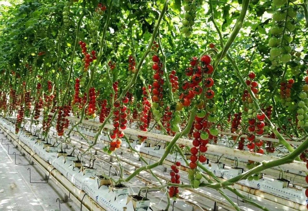 G&N Organic Hydroponic Growing Media Coco Peat Grow Bag Hydroponics Slabs for Commercial Greenhouse Vegetable Growing