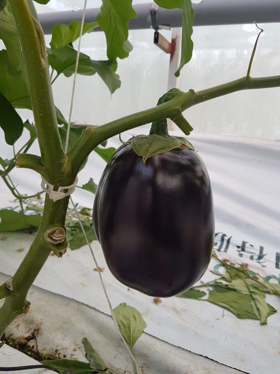 G&N Organic Hydroponic Growing Media Coco Peat Grow Bag Hydroponics Slabs for Commercial Greenhouse Vegetable Growing