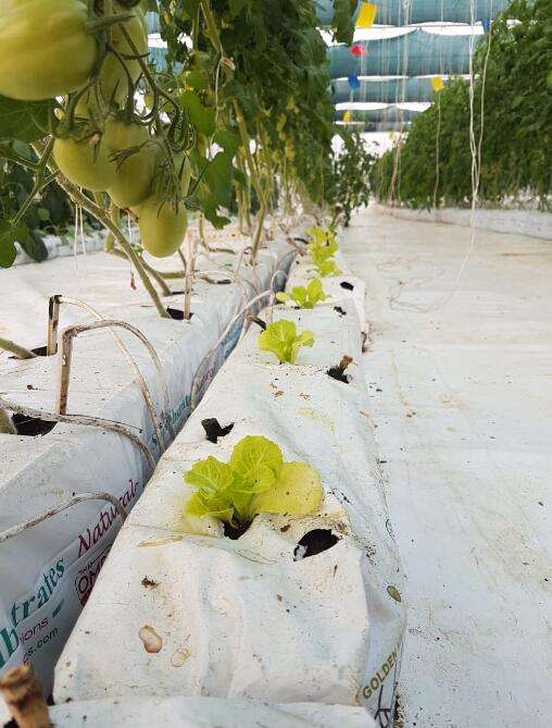 Custom Size With Prefabricated Holes Coco Peat Strawberry Grow Bag With Slab