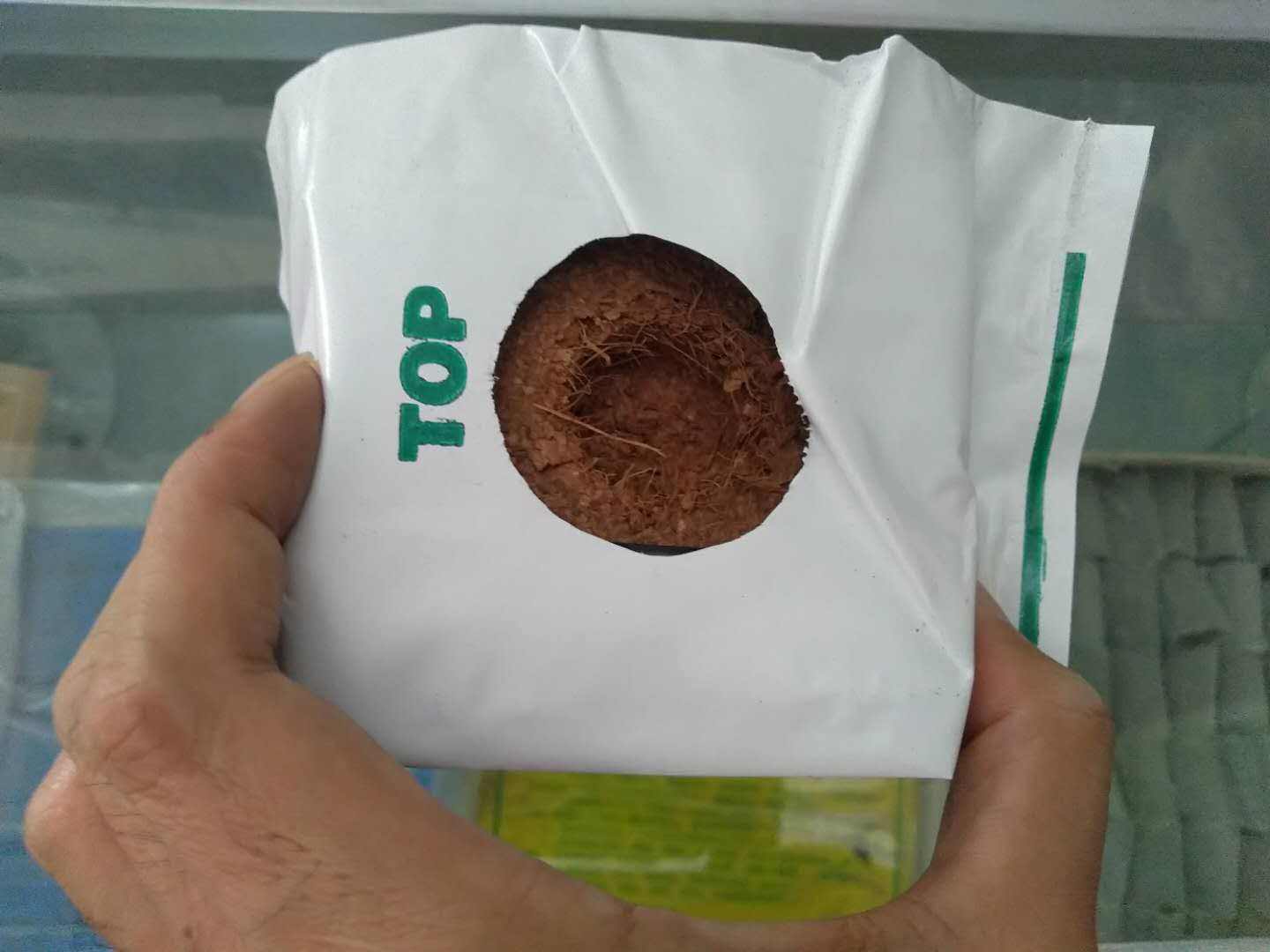 Soilless Cultivation of Coconut Peat Substrate Grow Bag with Strawberry Planting