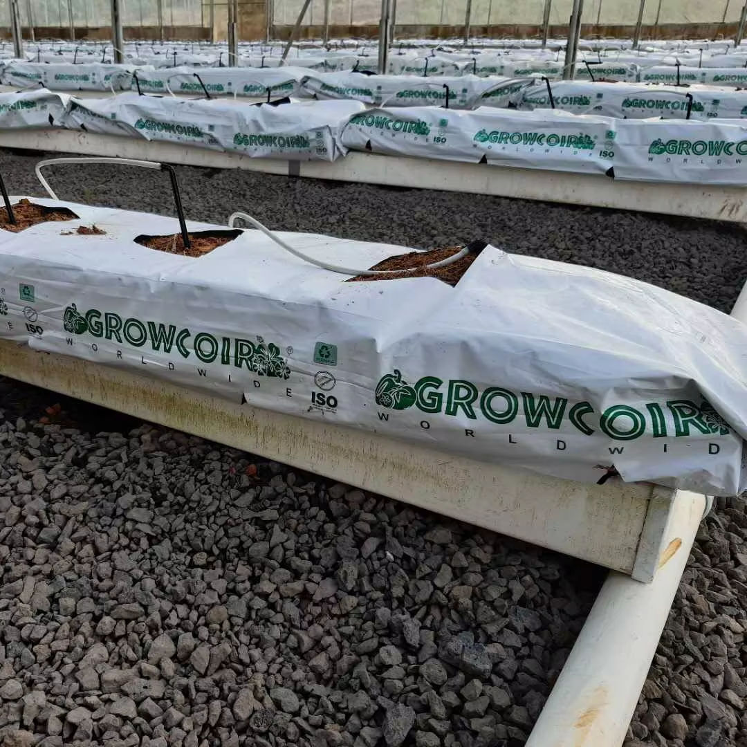 Soilless Cultivation of Coconut Peat Substrate Grow Bag with Strawberry Planting