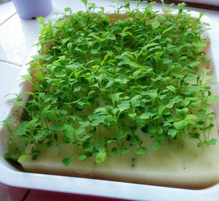 Square Plant Foam Board Hydroponic Sponges Cubes Greenhouse Hydroponics Seedling Sponge for Nursery