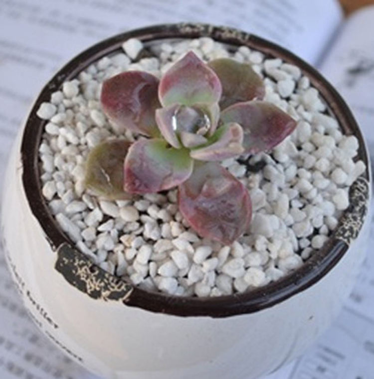 3-6mm 8-12mm 10-20mm Bulk 50L 100L Perlite Insulation Horticultural Potting Expanded Perlite Agricultural Price