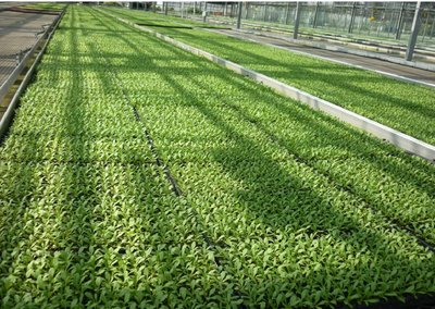 plug trays for seeds