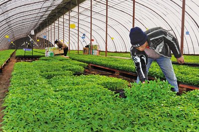 6 cell seed trays 6 cell seed trays