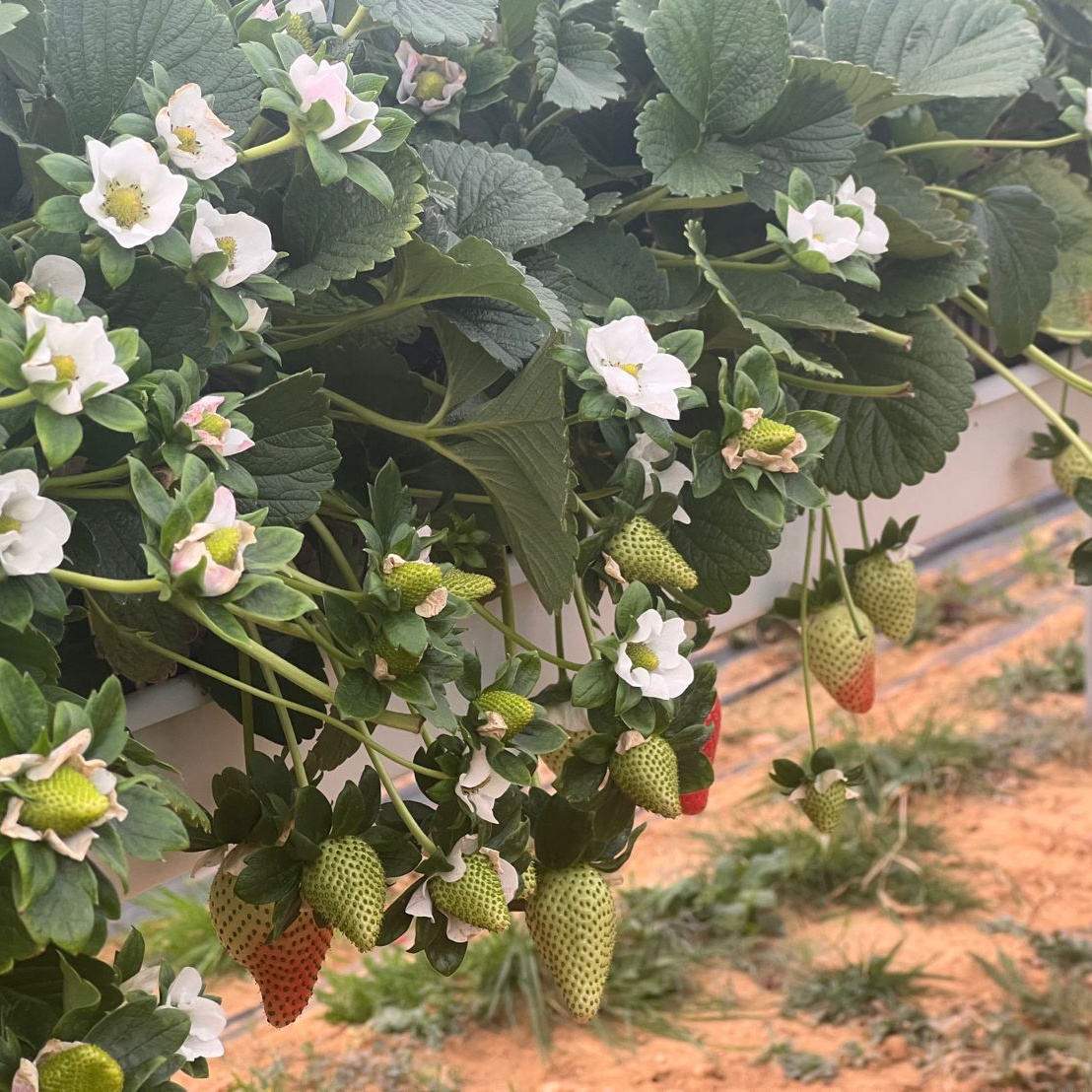 Vegetable Substrate Trough Strawberry Gutter Hydroponic Growing System for Greenhouse