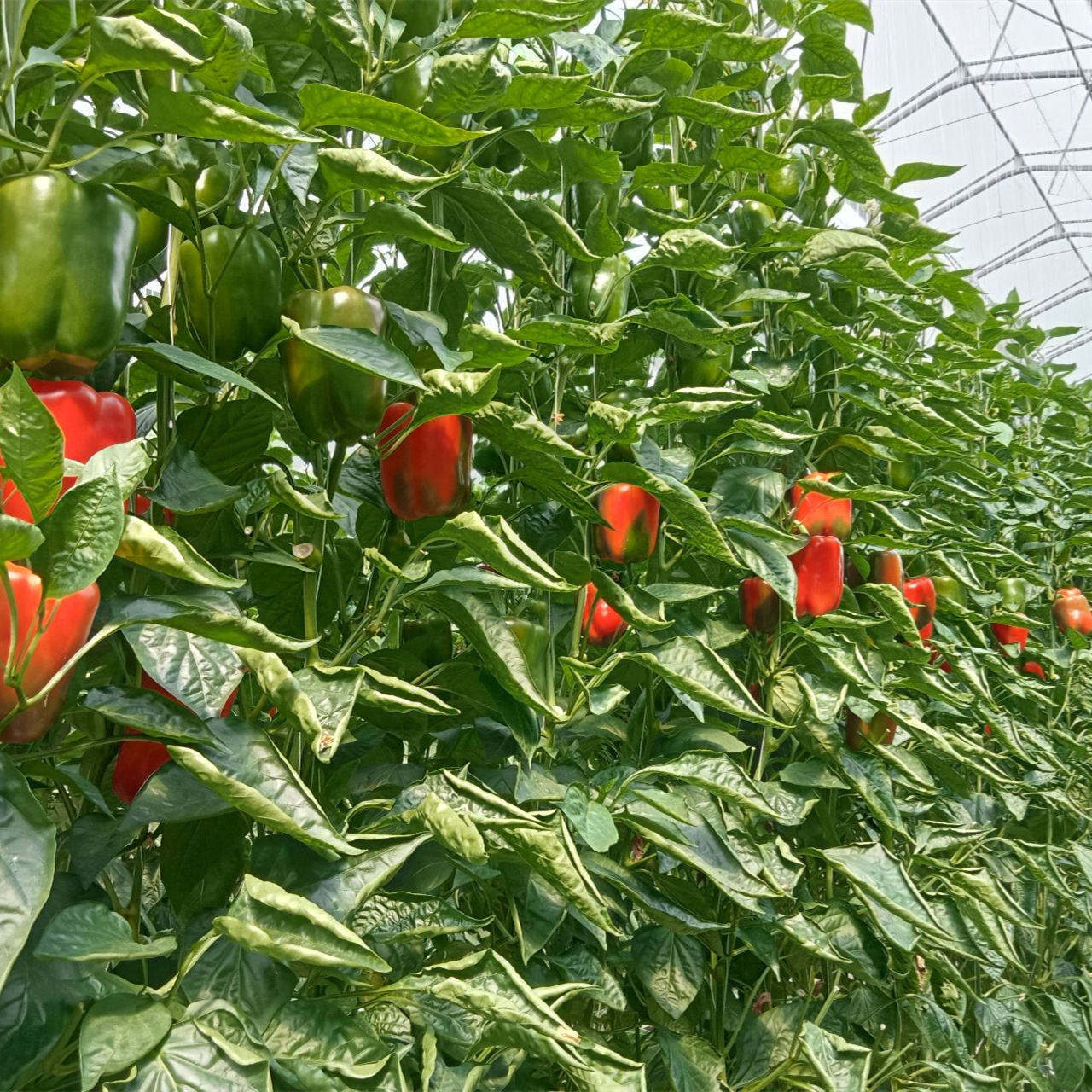 Vegetable Substrate Trough Strawberry Gutter Hydroponic Growing System for Greenhouse