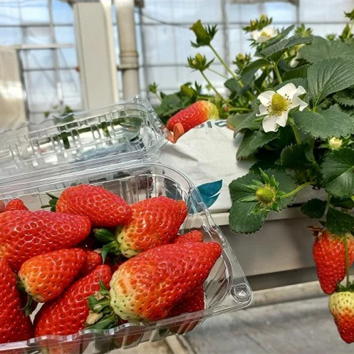 NFT Strawberry Gutter PVC Gutter Fittings Greenhouse Strawberry Substrate Gutter Vertical Systems