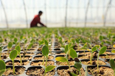 Trusted by Growers Best Seed Starter Trays Guarantee Hydroponic Germination Wins