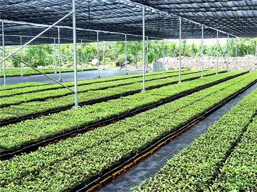 air prune seed trays