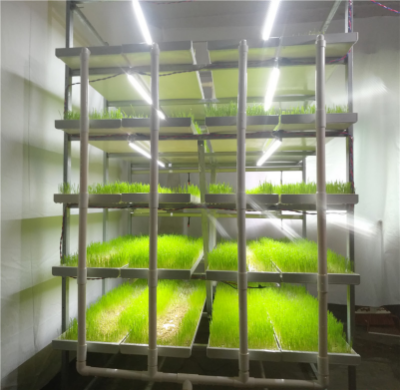 hydroponics system