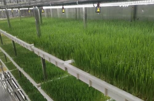 hydroponics grow system hydroponics grow system