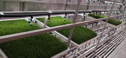 Grow More, Spend Less Hydroponic Fodder Delivers Efficient Livestock Feed