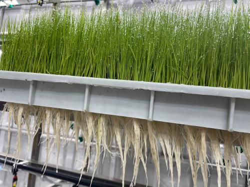 idoo hydroponics growing system idoo hydroponics growing system