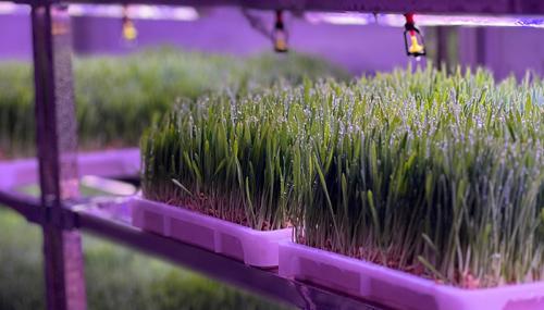 idoo hydroponics growing system idoo hydroponics growing system