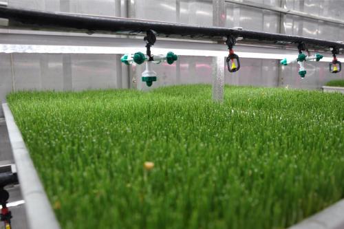 grow systems hydroponics grow systems hydroponics