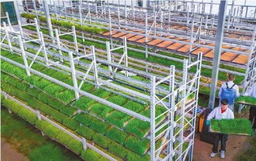 Fast-Track Fodder Production Fodder Processor Delivers Consistent, Nutrient-Rich Output