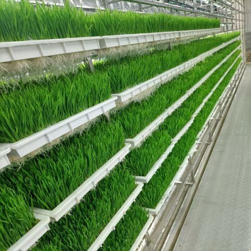 Boost Poultry Vitality Fowl and Fodder Menu Blends Hydroponic Freshness & Balanced Diets