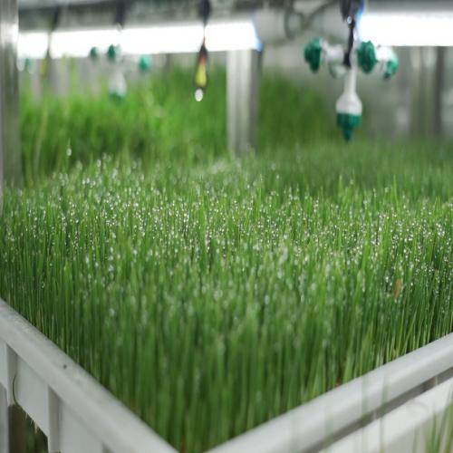 nft hydroponic system nft hydroponic system