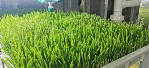 Fresh, Nutrient-Dense & Rabbit-Friendly Fodder for Rabbits Grows Effortlessly in Hydroponic Systems