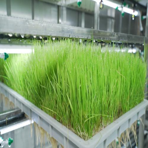 cannabis hydroponic system cannabis hydroponic system