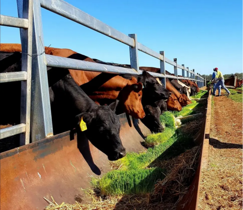 Skip Soil, Grow Fodder Fast Fodder Growing System Delivers Daily Nutrient-Rich Feed