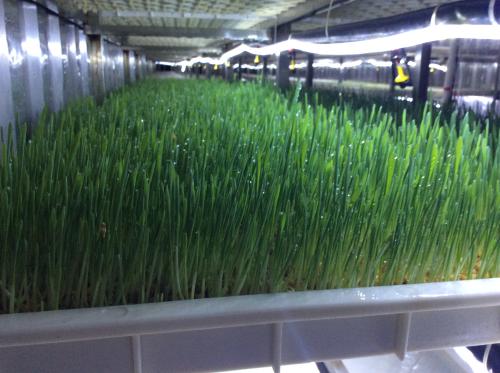 hydroponic plant system hydroponic plant system