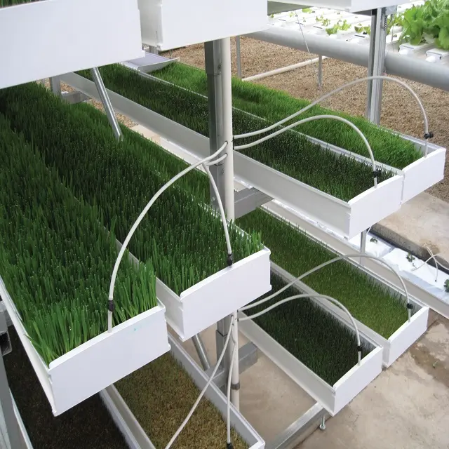 budget hydroponic systems