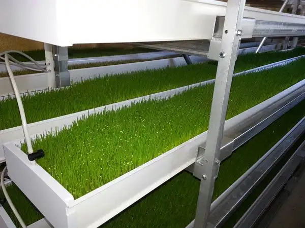 budget hydroponic systems