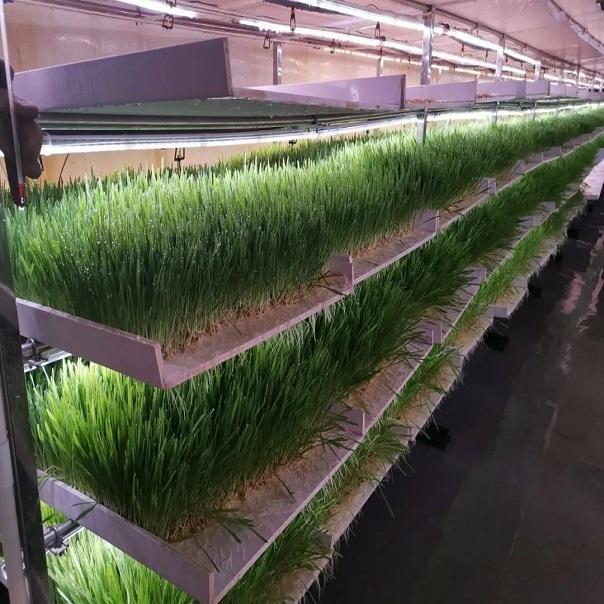 gardyn hydroponic system