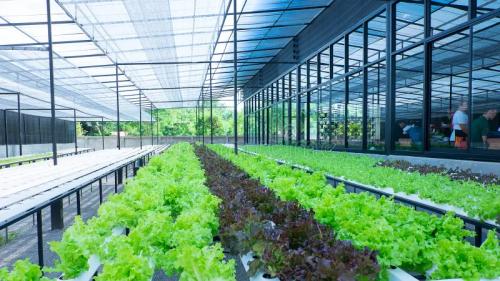 Hydroponic NFT Drives Unmatched Fodder Growth