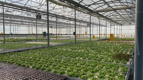 Resource-Wise Cultivation Hydroponics NFT Maximizes Yield