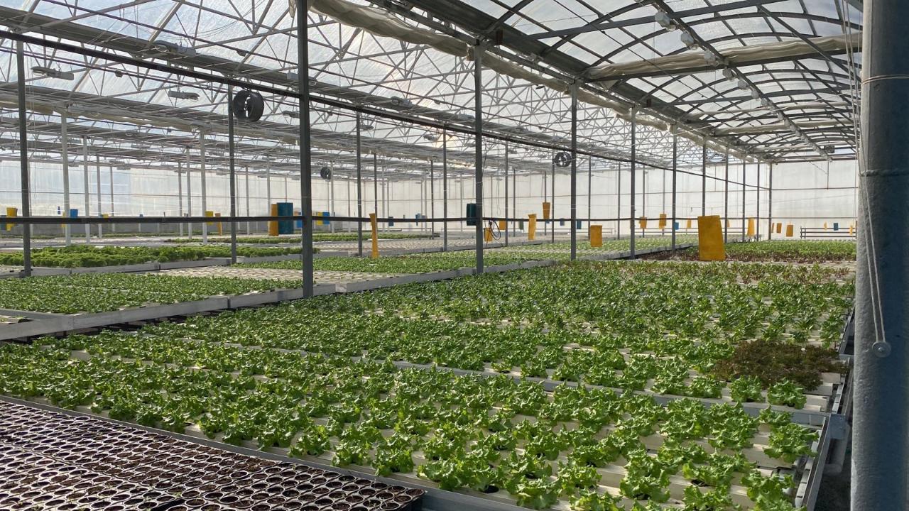 Large Hydroponic System Adapts to Commercial & Industrial Needs
