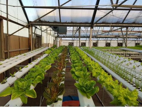 As a Top Hydroponic Manufacturer, Our Complete Hydroponic Systems Deliver Unmatched Reliability & Efficiency