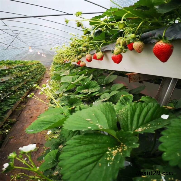 G&N’s Best Hydroponic System for Strawberries Offers Customization & One-Stop Procurement