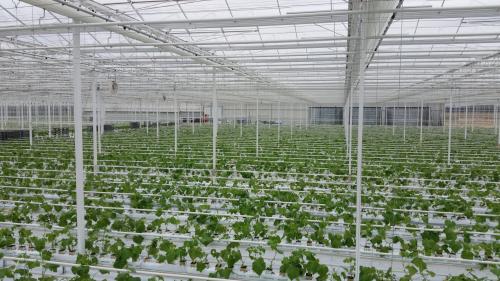 Tailored to Your Cultivation Goals, Our Cannabis Hydroponics System Comes with One-Stop Procurement & Complete Accessories
