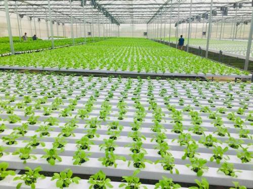 New to Hydroponics? Discover the best beginner hydroponic system With G&N Custom Support