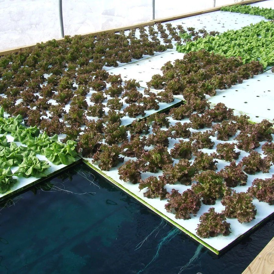 Built Tough for Outdoor Spaces: Here Is the best outdoor hydroponic system