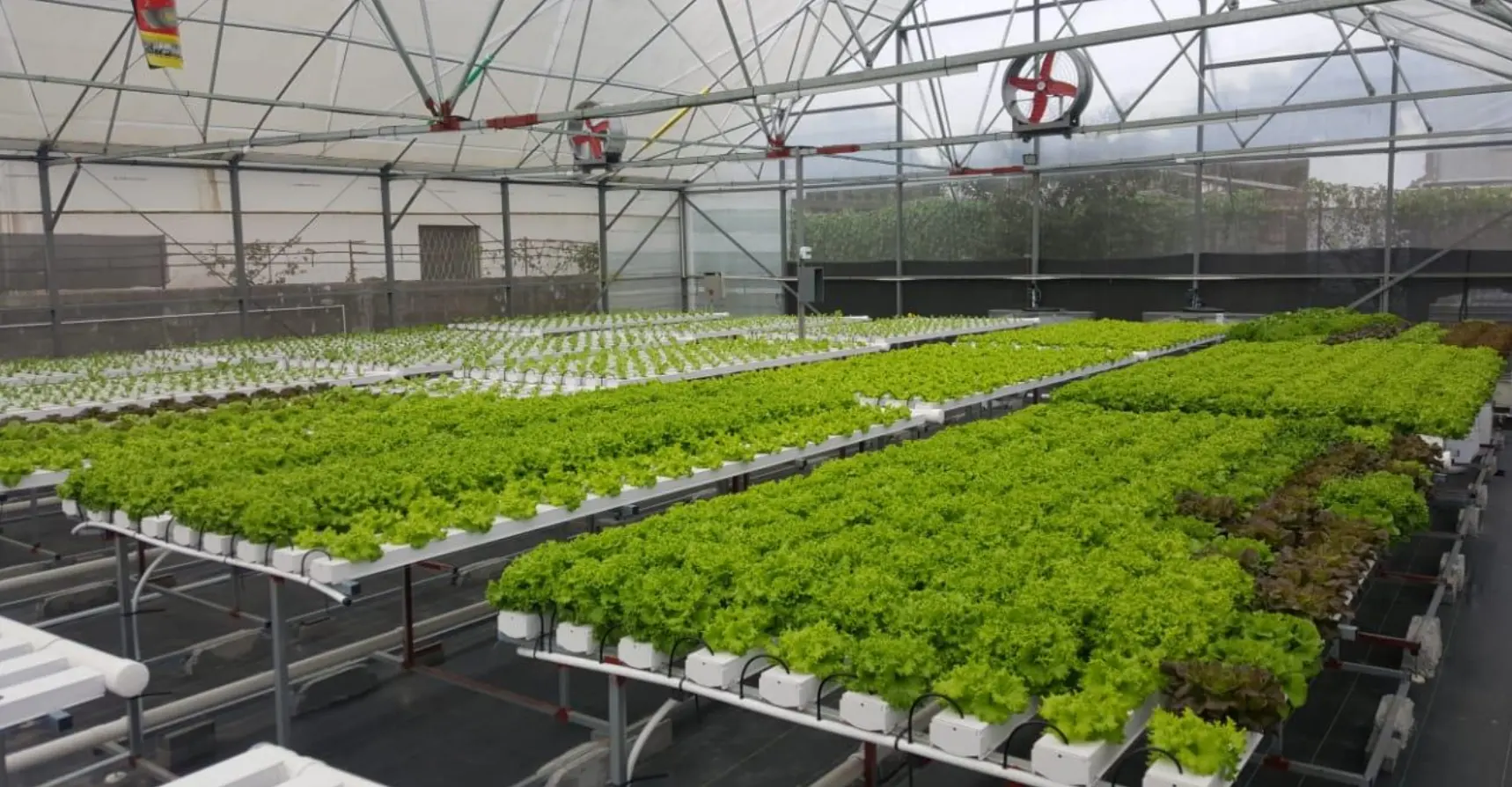 Only horizontal hydroponic systems Offer G&N Custom Farm Solutions