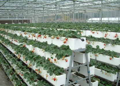 Effortless Nutrient Delivery: hydroponic drip system kit + G&N Custom Farm Solutions = Perfect Harvest