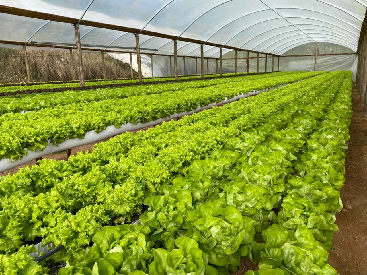 Choose hydroponic systems kits with G&N Custom Solutions
