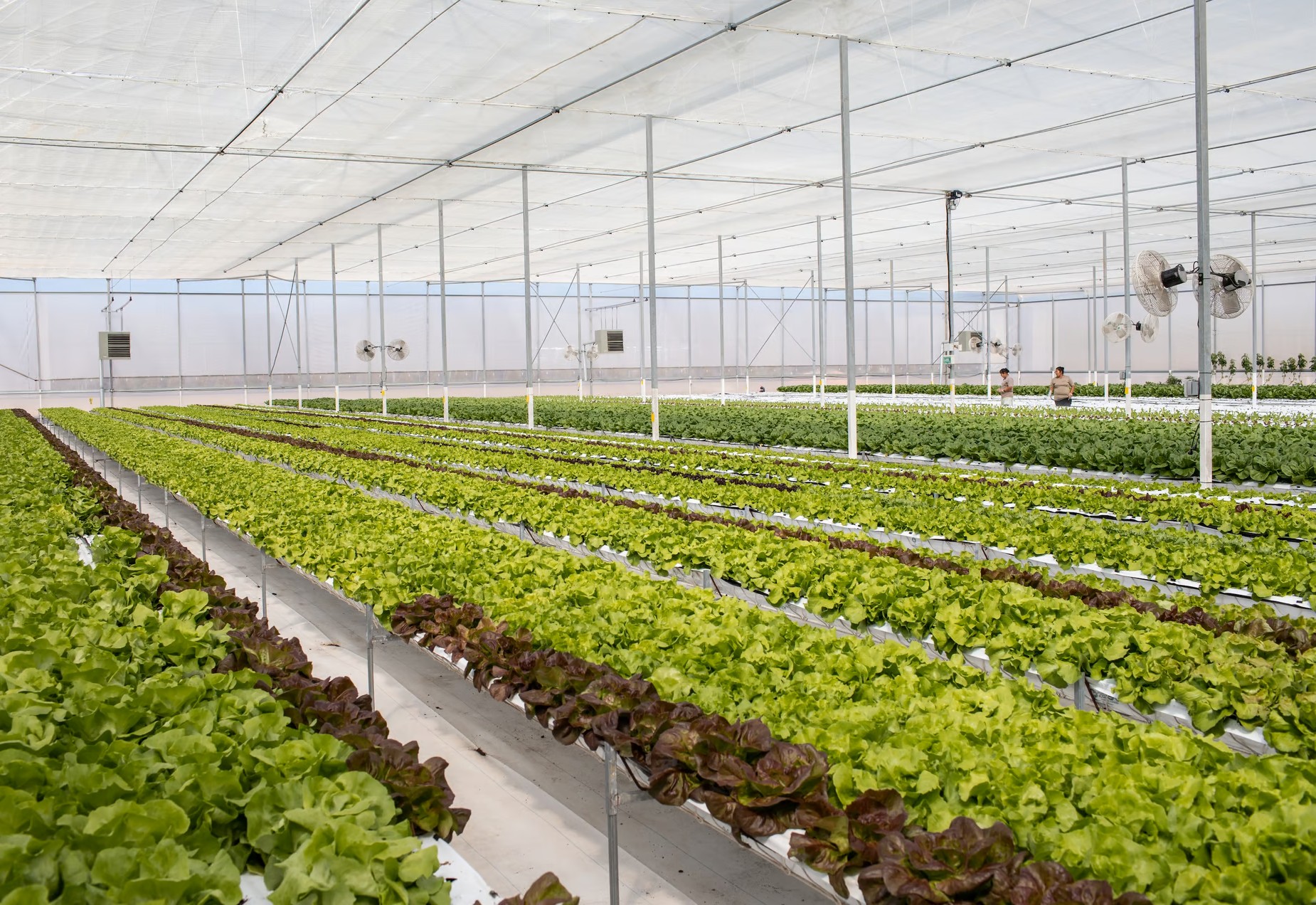 For Healthier, Faster Vegetable Harvests — hydroponic vegetable system stands out with G&N customization