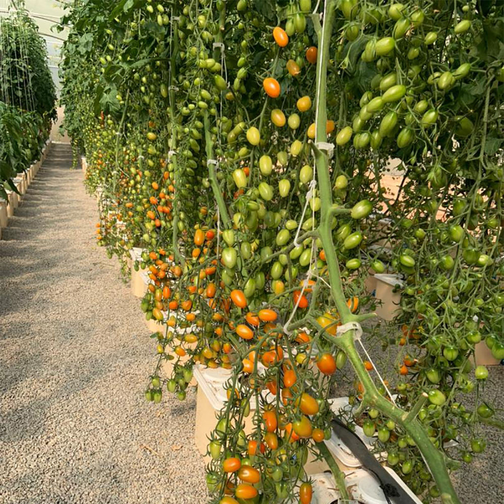 Dutch Bucket Hydroponic Systems: Optimizing Fruiting Vegetable Production