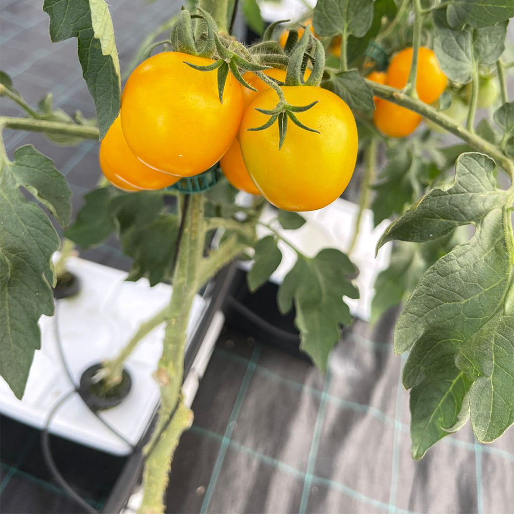 Greenhouse Climate Control Systems: Precision Environmental Management for Year-Round Hydroponic Production