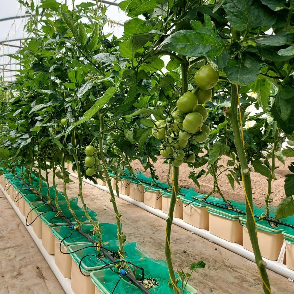 Drip Irrigation Systems: The Heart of Modern Hydroponic Cultivation
