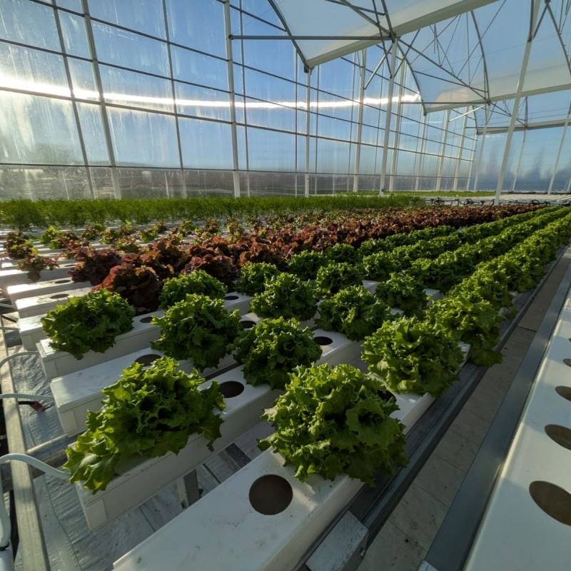 Agriculture Greenhouse Customized Hydroponic NFT Channel Systems with 100x50mm for Larger Root Lettuce Systems